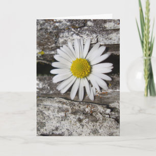 Fühle dich bald besser, Daisy und abgenutztes Holz Karte
