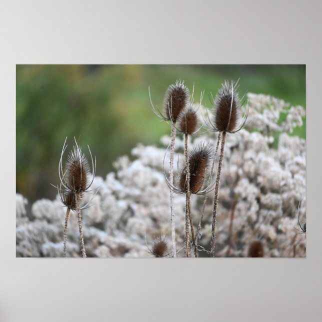 Fullers Teasel-Pflanze-Poster Poster (Vorne)