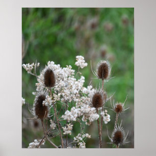 Fullers Teasel-Pflanze-Poster Poster