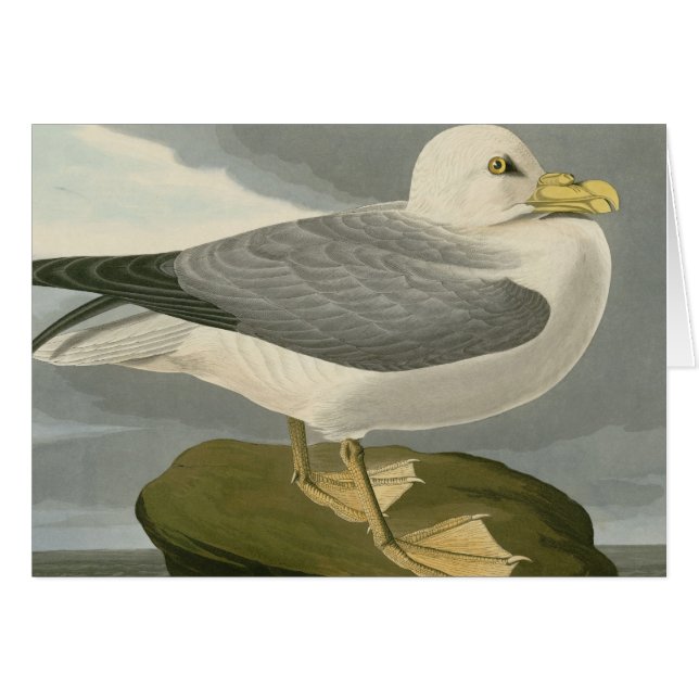 Fulmar-Sturmvogel (Vorderseite (Horizontal))