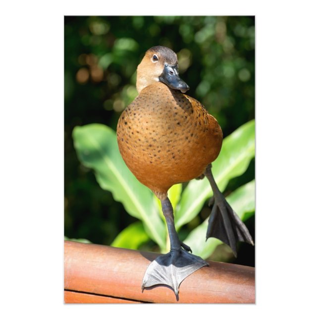 Fulvous pfeift duck on Rail Fotodruck (Vorne)