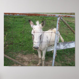 Fun Albino Mule Foto Poster