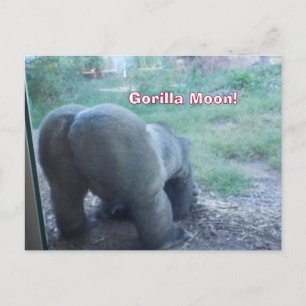 Fun Gorilla Moon Postcard Postkarte