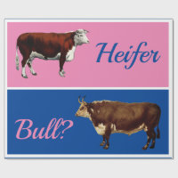 Fun Heifer oder Bull Gender Reveal bei Rindern