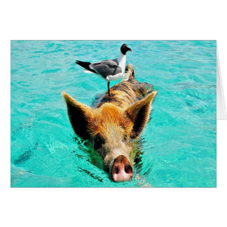 Fun zusammen staniel Cay schwimmen Schweine Seegra