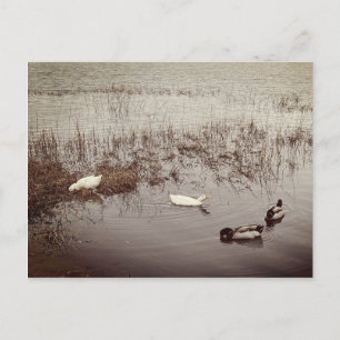 FUN - Zwei Duckpaare Postkarte