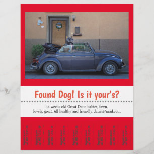 Fundhund Abriss  Flyer