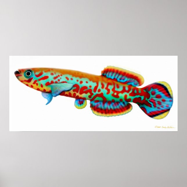 Fundulopanchax Gardneri Killifish Poster (Vorne)