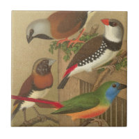 Fünf bunte Tier-Vögel auf einem Zweig