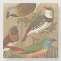 Fünf bunte Tier-Vögel auf einem Zweig