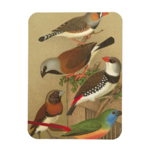 Fünf farbenfrohe Vögel sitzen auf einem Ast Magnet