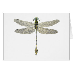 Fünf-Gestreifte Leaftail Libelle
