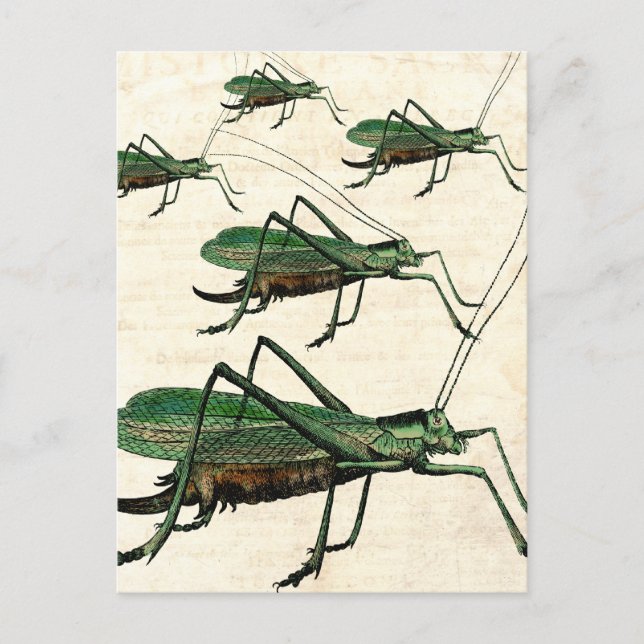 Fünf grüne Grasshopper oder Katydids Postkarte (Vorderseite)