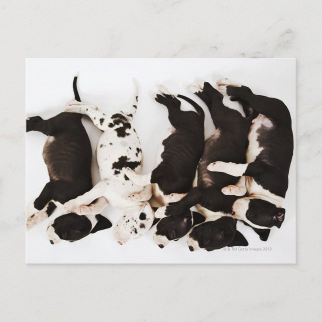 Fünf Harlequin Great Dane Welpen schlafen Postkarte (Vorderseite)