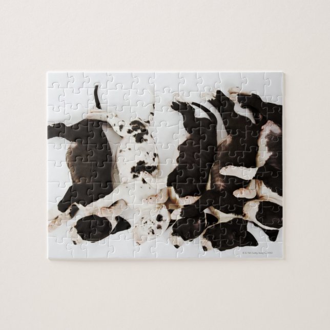 Fünf Harlequin Great Dane Welpen schlafen Puzzle (Horizontal)