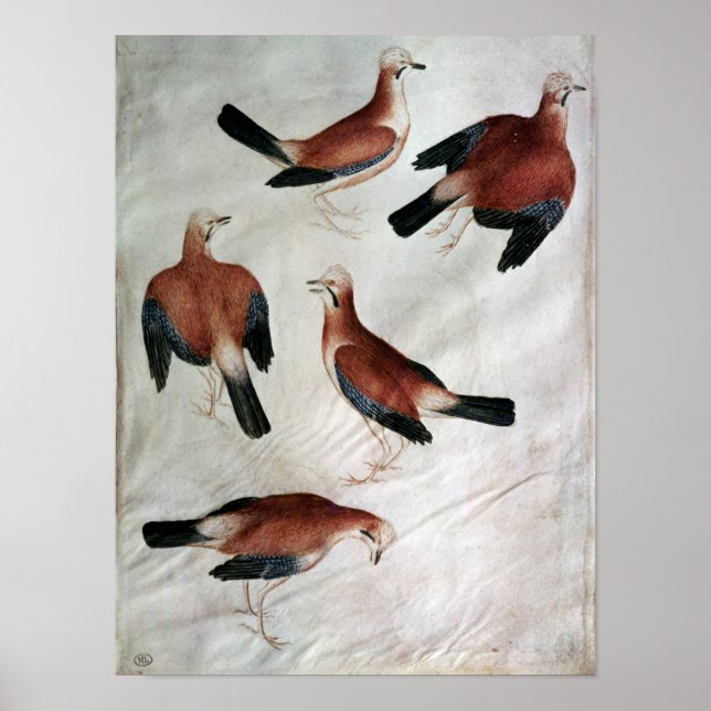 Fünf Jay aus dem Vallardi-Album Poster (Vorne)