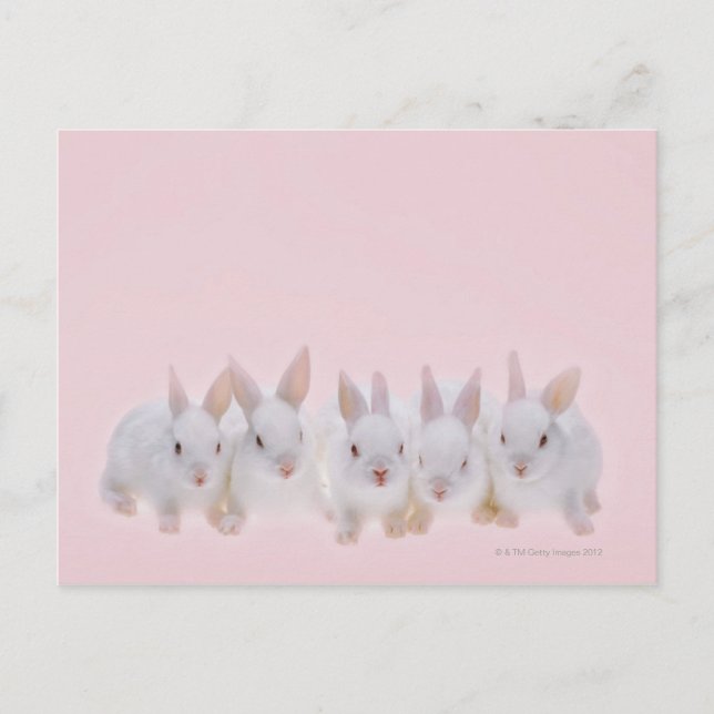 Fünf Kaninchen 2 Postkarte (Vorderseite)