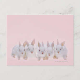 Fünf Kaninchen 2 Postkarte