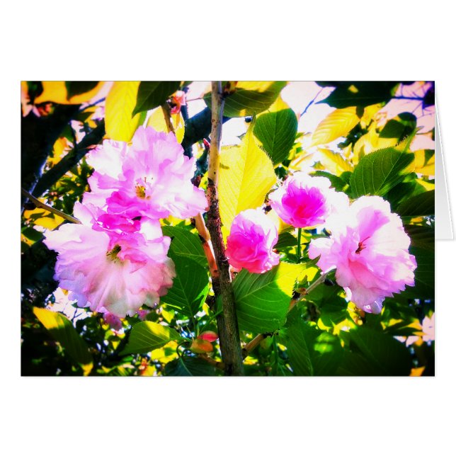 FÜNF KIRSCHblüten-GRUSS-KARTE (Vorderseite (Horizontal))