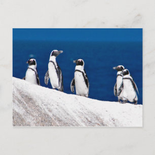 Fünf Pinguine auf einem Rock-Foto in Afrika Postkarte
