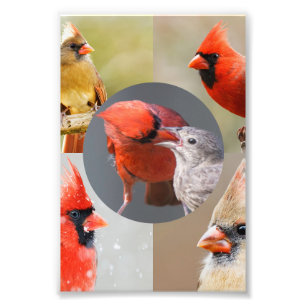 Fünf schöne Kardinäle im Norden Fotodruck