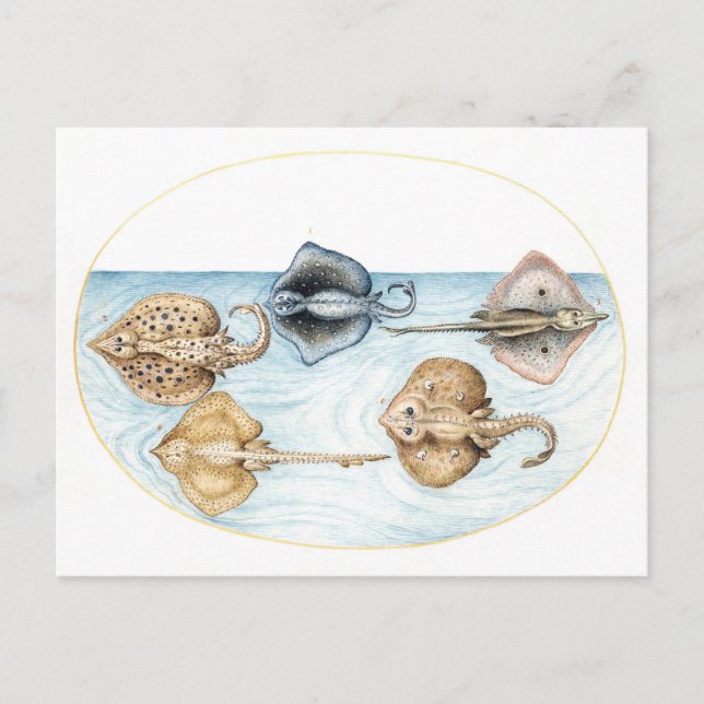 Fünf Stingrays Vintage-Illustration Postkarte (Vorderseite)