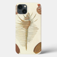 Fünf von einer Art Seashells