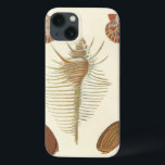 Fünf von einer Art Seashells Case-Mate iPhone Hülle<br><div class="desc">George Wolfgang Knorr ist bekannt für seine feinen Details und die Präzision seiner Illustrationen von Muscheln und Konchen. Seine Zeichnungen wurden von seinem eigenen Interesse an der Wissenschaft beeinflusst, einem beliebten Thema seiner Zeit. Dieses einzigartige Kunstwerk von Knorr leistet wirklich eine großartige Arbeit, um die verschiedenen Muscheln und die Meereswelt...</div>