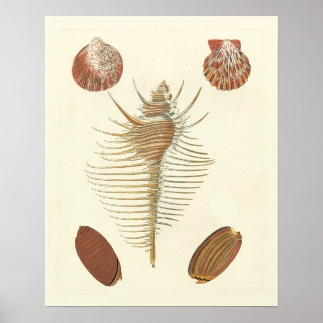 Fünf von einer Art Seashells Poster (Vorne)