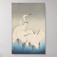 Fünf weiße Egrets