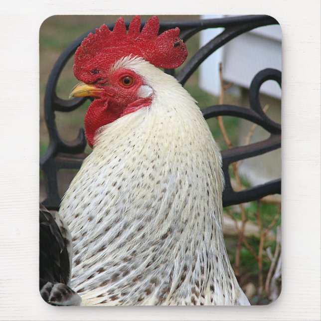 Fünf-Zehen-Rooster-Foto Mousepad (Vorne)