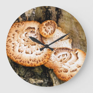 FUNGI  GROßE WANDUHR