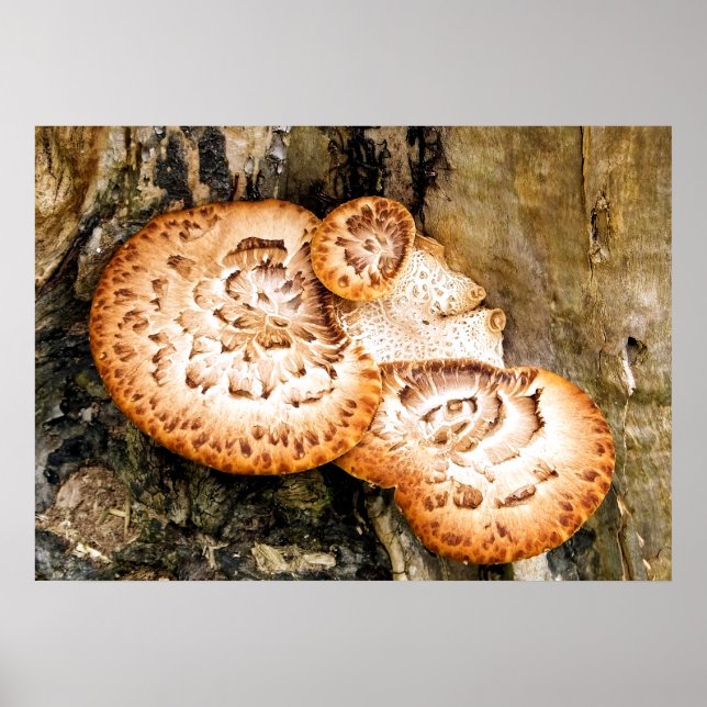 FUNGI POSTER (Vorne)