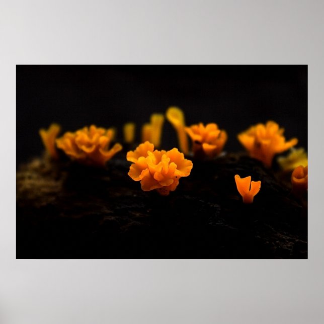 Fungi Poster (Vorne)