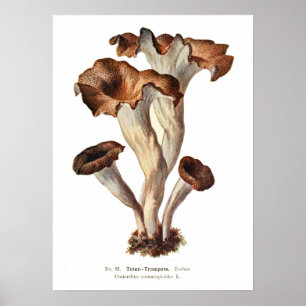 Fungi Poster