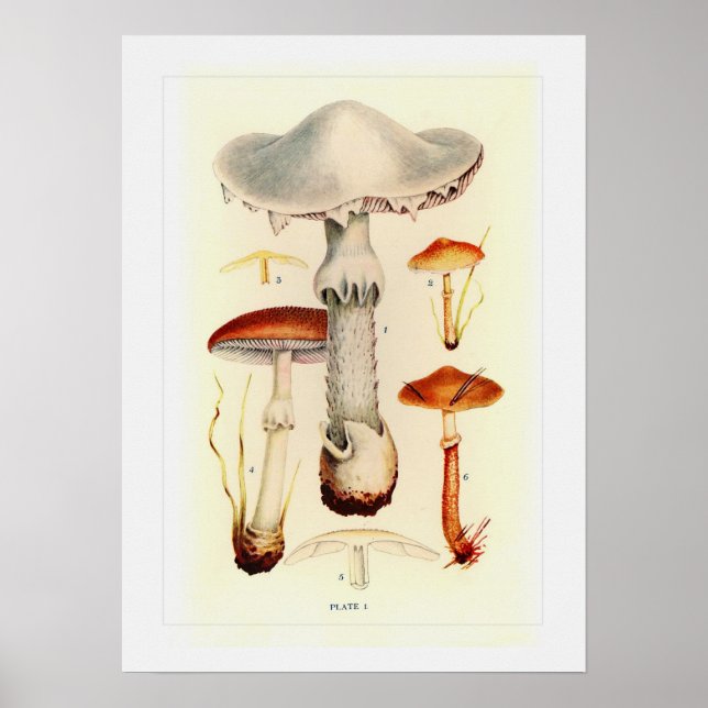 Fungi Poster (Vorne)