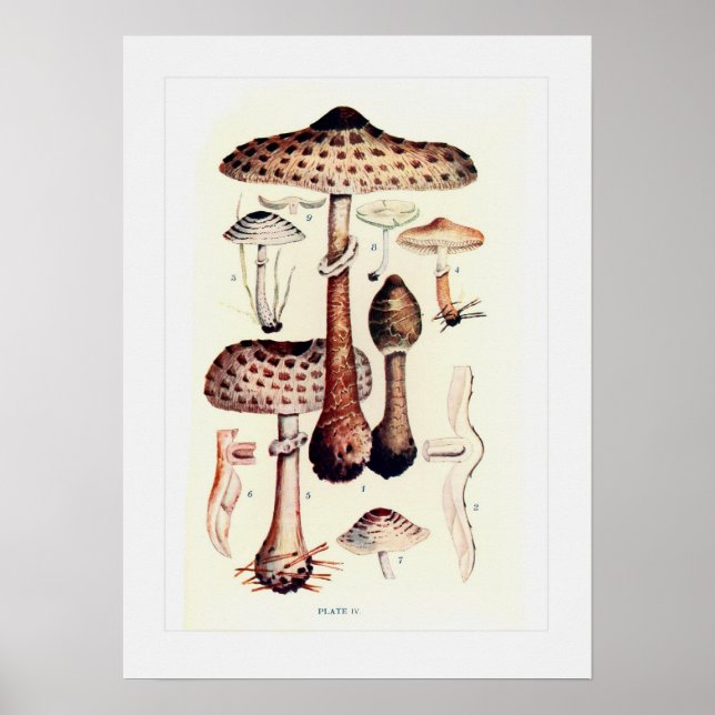 Fungi Poster (Vorne)