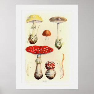 Fungi Poster