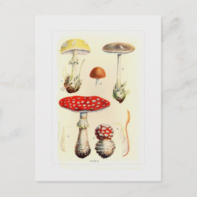 Fungi Postkarte (Vorderseite)