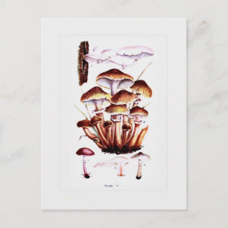 Fungi Postkarte