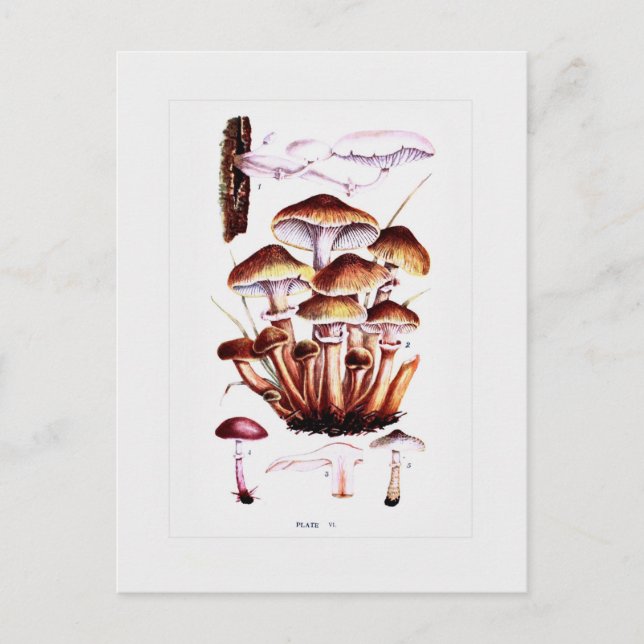 Fungi Postkarte (Vorderseite)