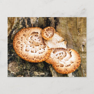 FUNGI POSTKARTE