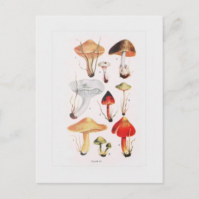 Fungi Postkarte (Vorderseite)