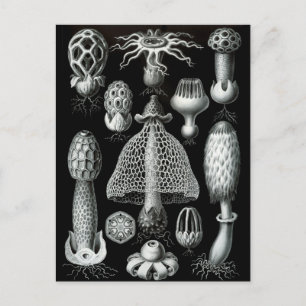 Fungi Postkarte