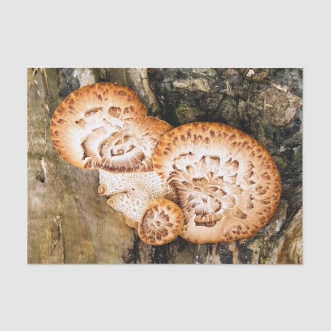 FUNGI SEIDENPAPIER (Vorderseite)