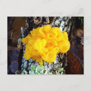 Fungi Tremella Mesenterica Postcard Postkarte