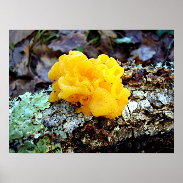 Fungi Tremella Mesenterica Poster (Vorne)