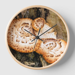 FUNGI  UHR