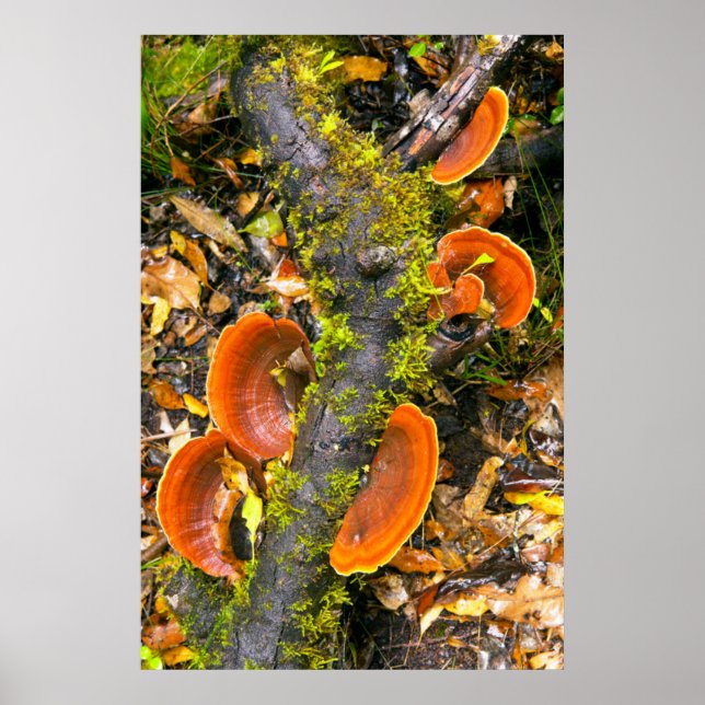 Fungi wachsen auf Zweigen, die Knysna-Amatole Poster (Vorne)