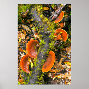 Fungi wächst auf Zweigen, die Knysna-Amatole Poster